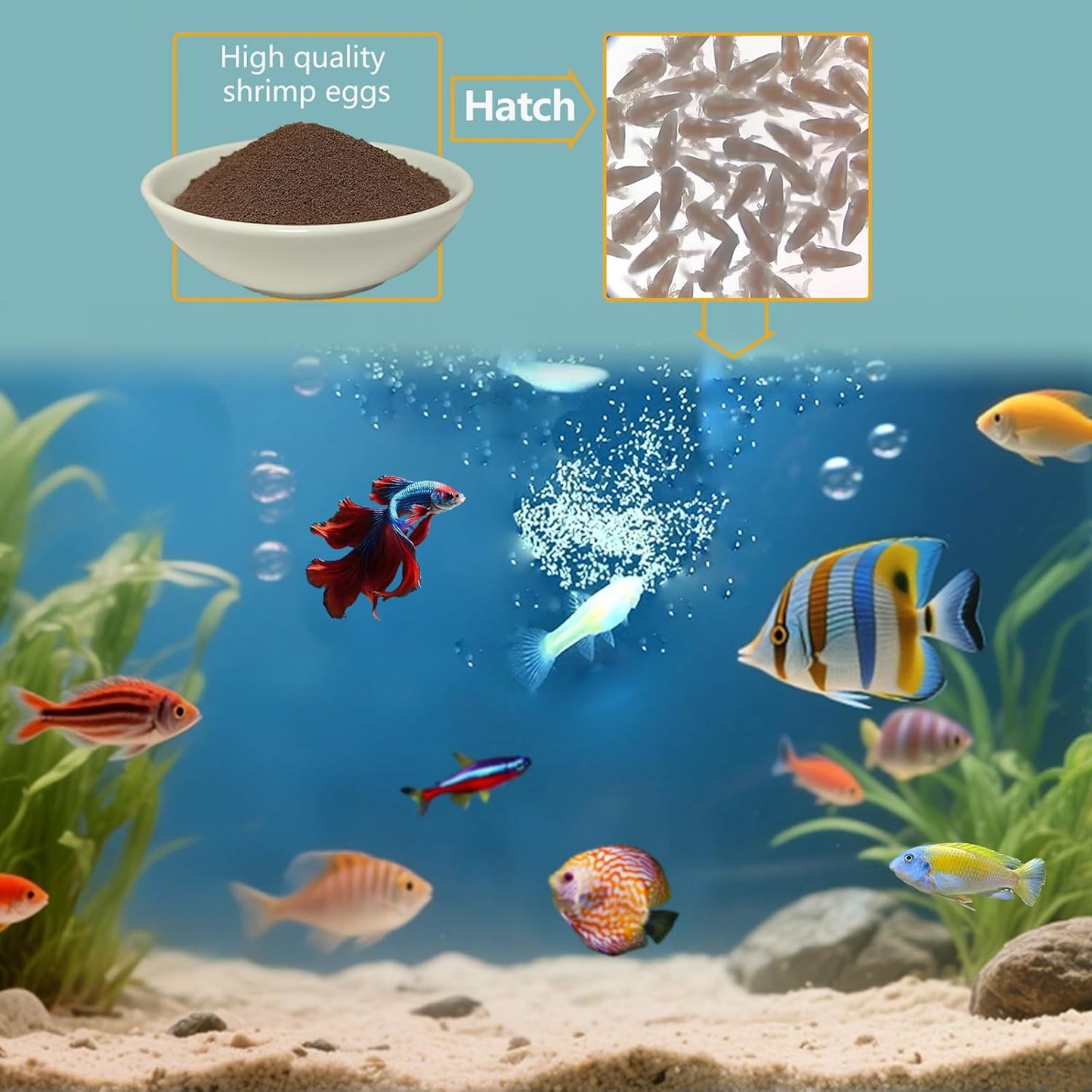 Brine Shrimp Eggs Fish Food - 90% Hatch Rate Artemia Cysts Aquatic Foods for Baby Aquarium Fish Freshwater Saltwater Fish 1 OZ