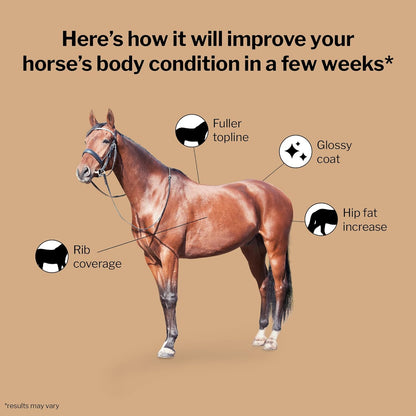 Formula 707 Weight Gain Powder Equine Supplement, 16lb Bucket – Palatable, Calorie-Rich Nutritional Support for Hard-to-Keep and Senior Horses