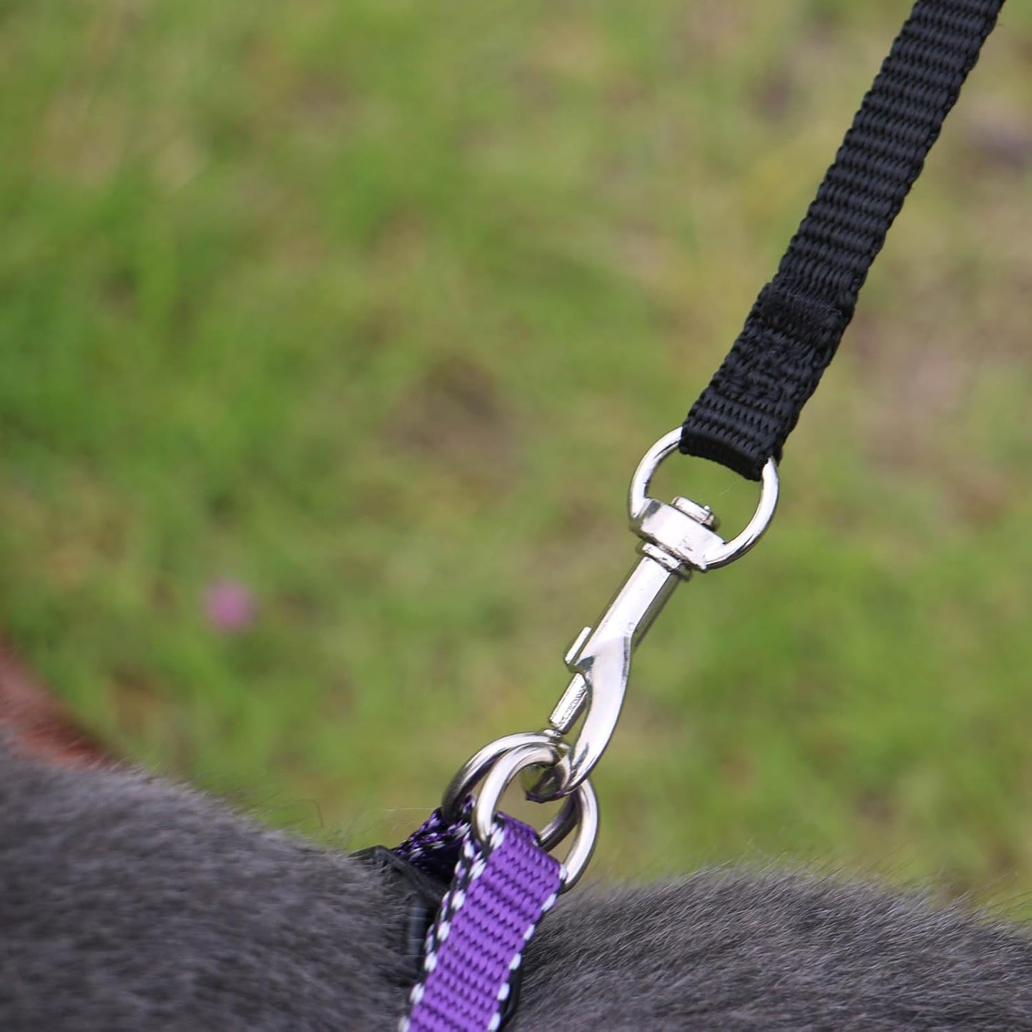 AMAGOOD 6 FT Cat Leash, Strong and Durable Traditional Style Leash with Easy to Use Collar Hook,Cat Lead Great for Cats (3/8 in x 6 ft,Black and Pruple(2-Pack))