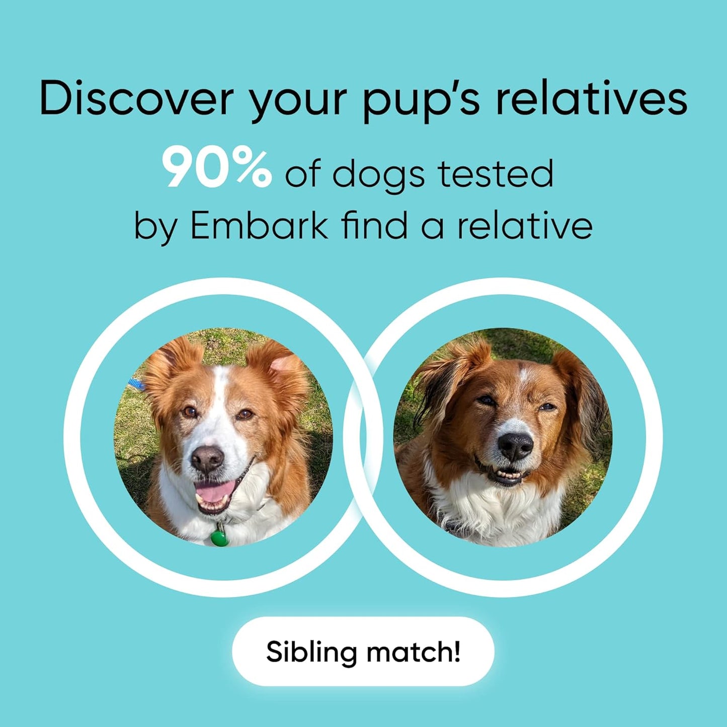 Embark Breed + Health Dog DNA Test & Dog Age Test Bundle - Discover Breed, Ancestry, Relatives, Genetic Health, Traits, and Birthday