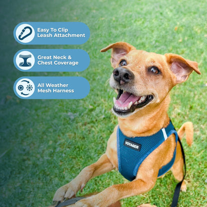 Best Pet Supplies Voyager Step-in Air Harness - All Weather Mesh, Reflective, No Pull Harness for Dogs, Cats - Secure with Hook & Loop Fastener, Buckle, Double D-Rings - Turquoise, M