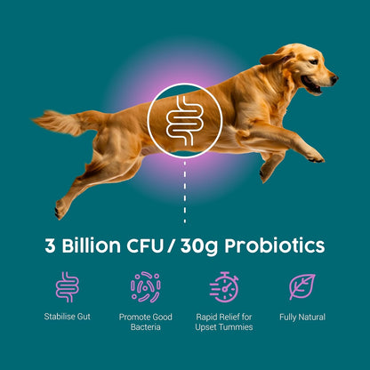 Protum Probiotic Paste for Dogs - 30ml Advanced Prebiotic Formula for Digestive Support - Tasty Flavour for Canine Gut Health - Aids Digestion, Diarrhea Recovery, and Wellness