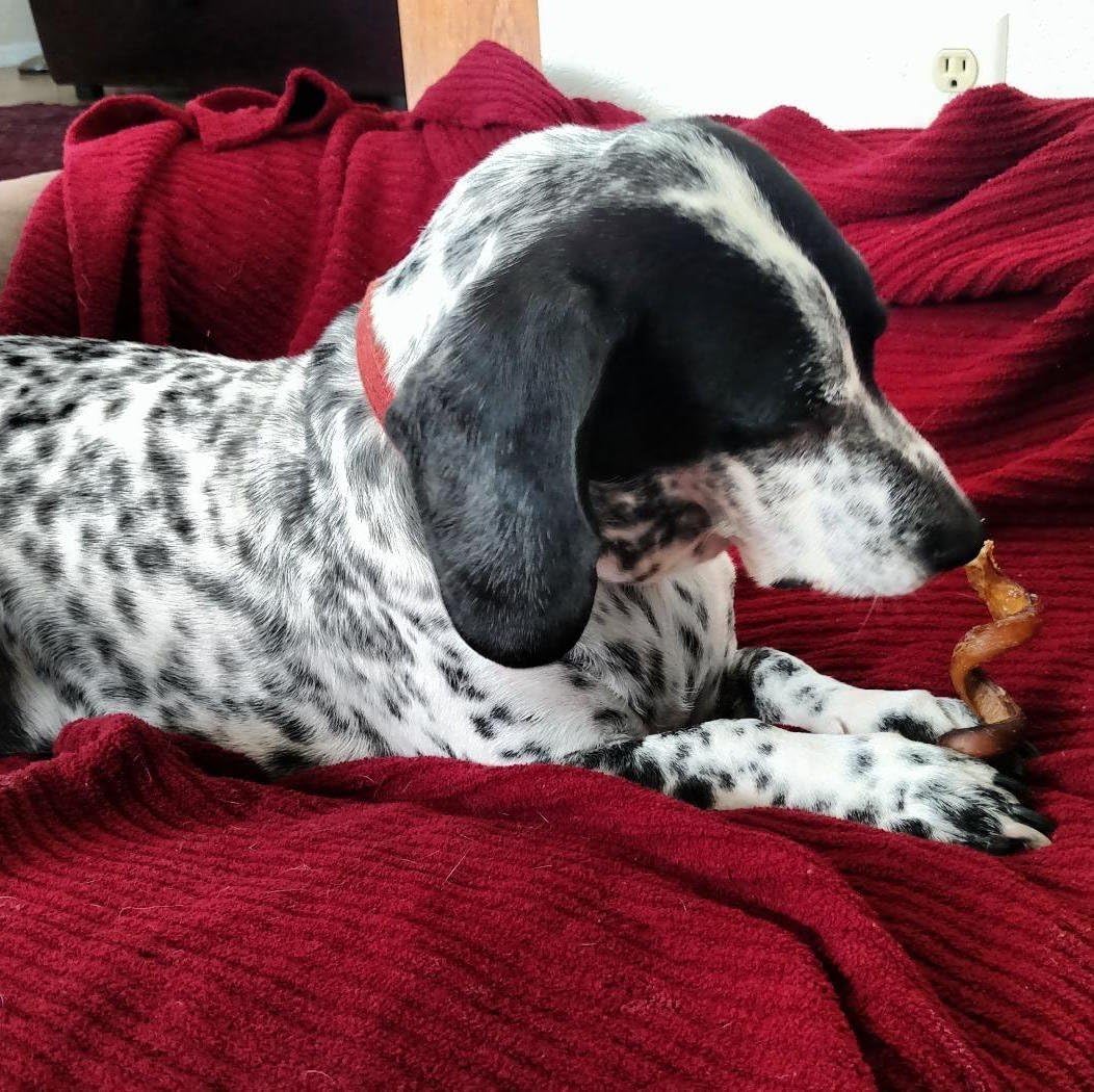 Pawstruck All-Natural 6" Bully Stick Springs for Dogs - Fun, Challenging, Rawhide-Free, 100% Beef, Single Ingredient Chew Bones - Fully Digestible, Low Odor - 3 Pack - Packaging May Vary