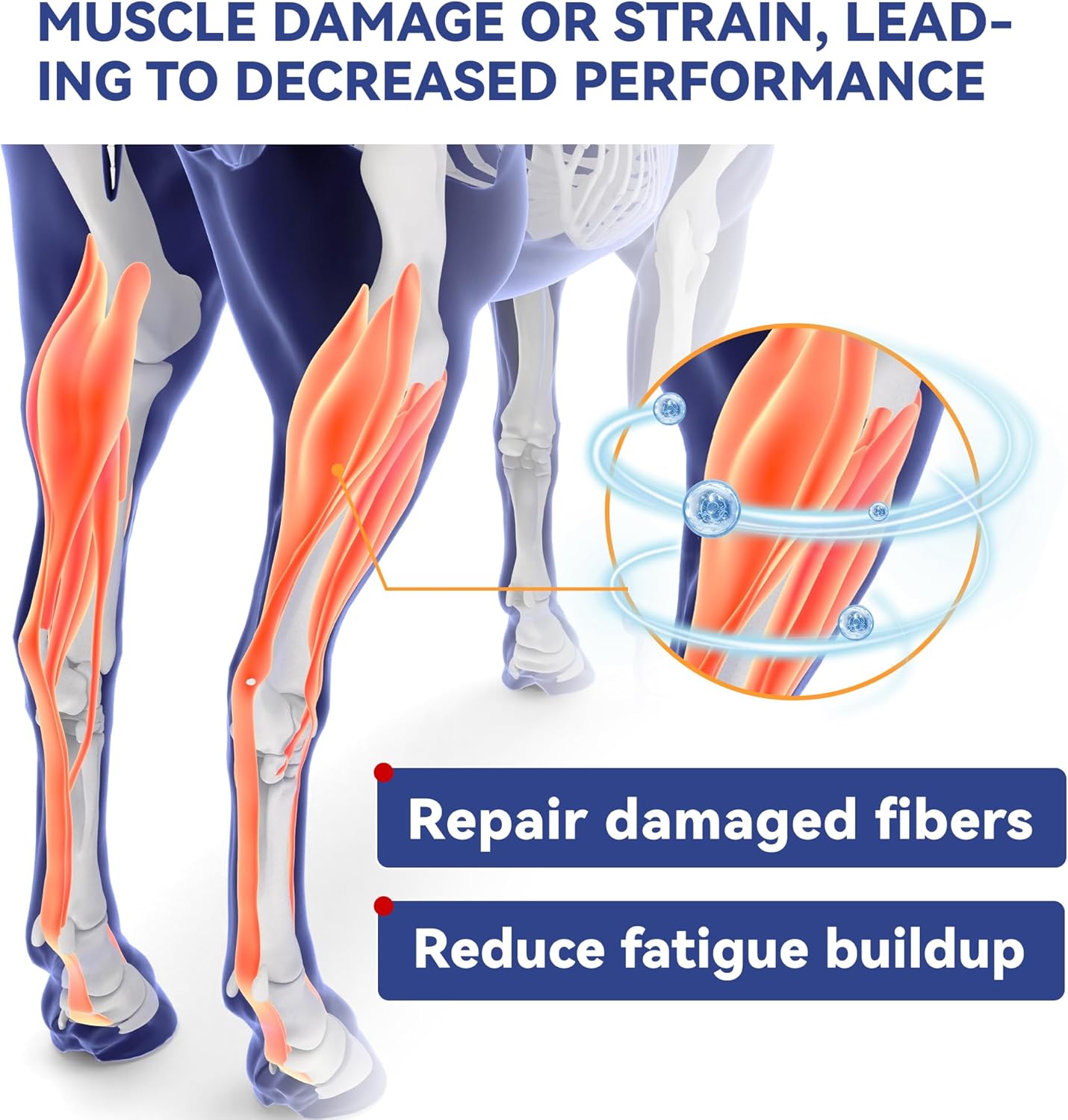 30-Day Supply Equine Body Repair Protein Supplement-Amino Acids Speed up Muscle Recovery After Exercise Promote Muscle Growth and Healthier Joints