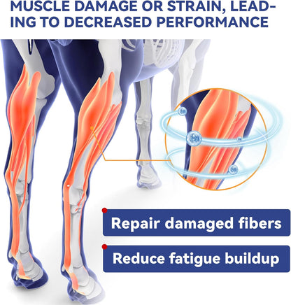 30-Day Supply Equine Body Repair Protein Supplement-Amino Acids Speed up Muscle Recovery After Exercise Promote Muscle Growth and Healthier Joints