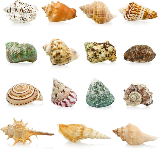 15 Pcs of Medium and Large Hermit Crab Shells Natural Conch Size 1.6-3.5 in, Opening Size 0.6-1.8in. Growth Turbo Shells Suitable for Natural Hermit Crab Supplies Conch Ornaments