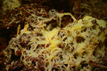 Grindal Worms (Enchytraeus buchholzi) – Live Starter Culture for Feeding Fish, Reptiles & Amphibians