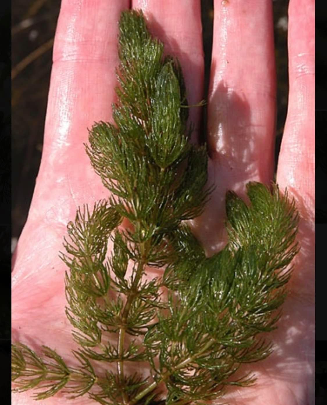 Marcus Fish Tanks Hornwort Ceratophyllum Live Aquarium Plant Planted Tank Beginner - Buy 2 Get 1