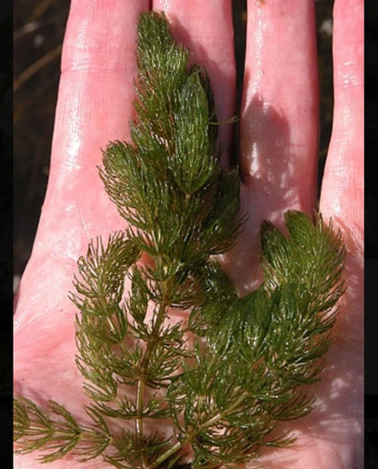 Marcus Fish Tanks Hornwort Ceratophyllum Live Aquarium Plant Planted Tank Beginner - Buy 2 Get 1