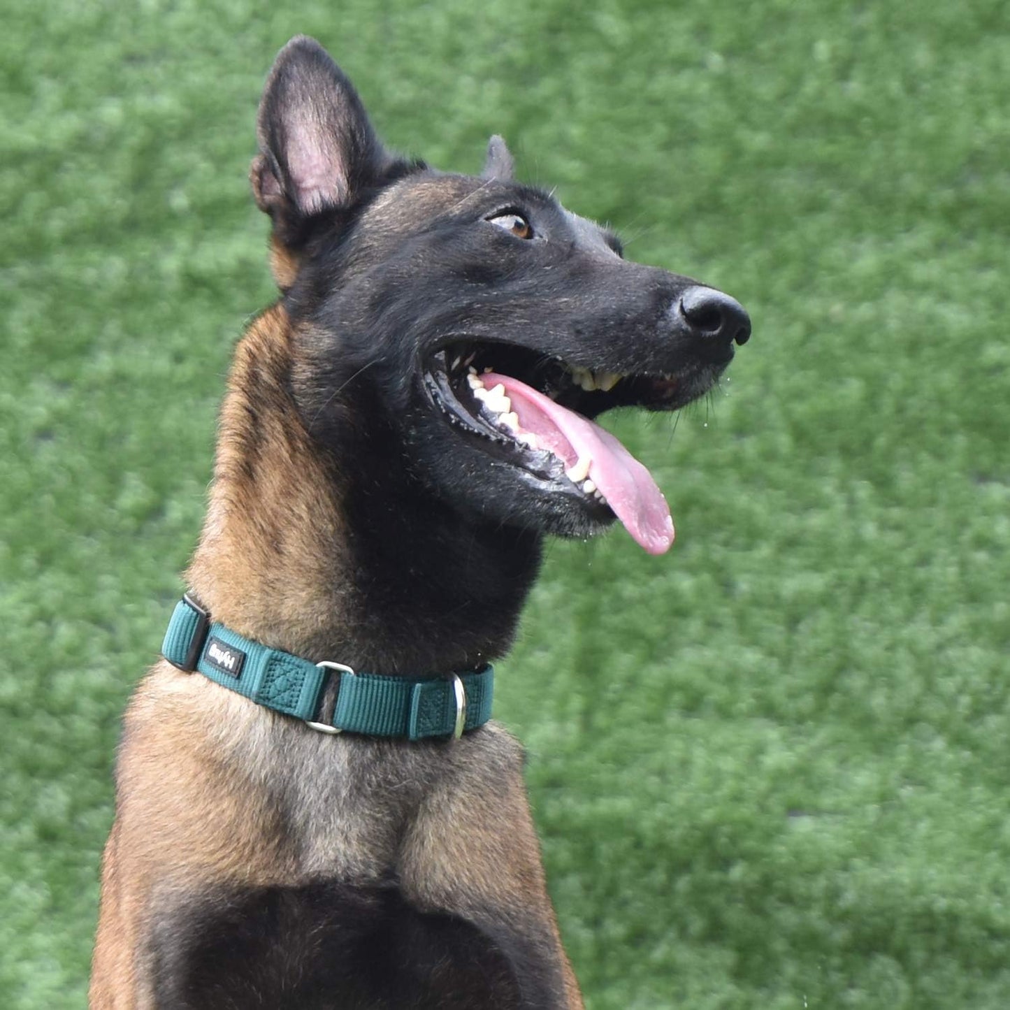 Hyhug Martingale Dog Collar Medium Green |Escape - Proof Heavy Duty Nylon Durable No Slip, Ideal for Training & Daily Walks