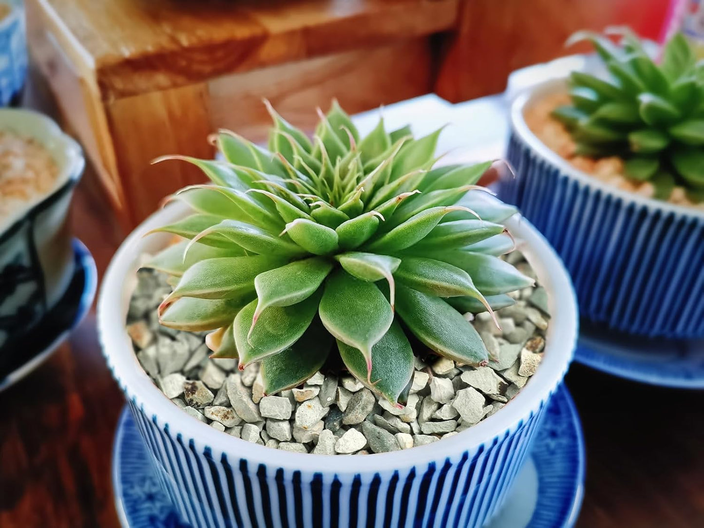 5lb Succulents and Cactus Green Zeolite, Décor & Additive Rocks, Natural Decorative Gravel for Bonsai, Fairy Gardening, DIY Projects, Vases Fillers, Terrarium