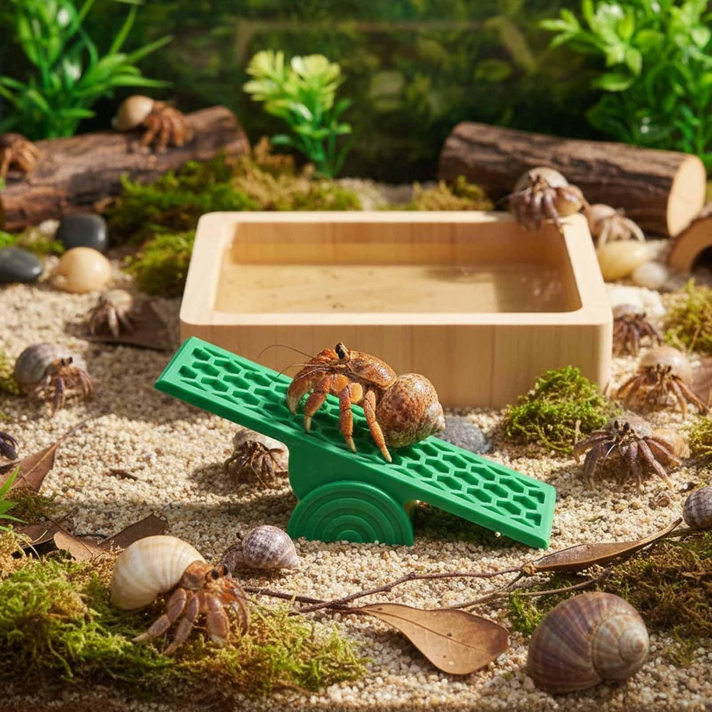 Hermit Crab Seesaw