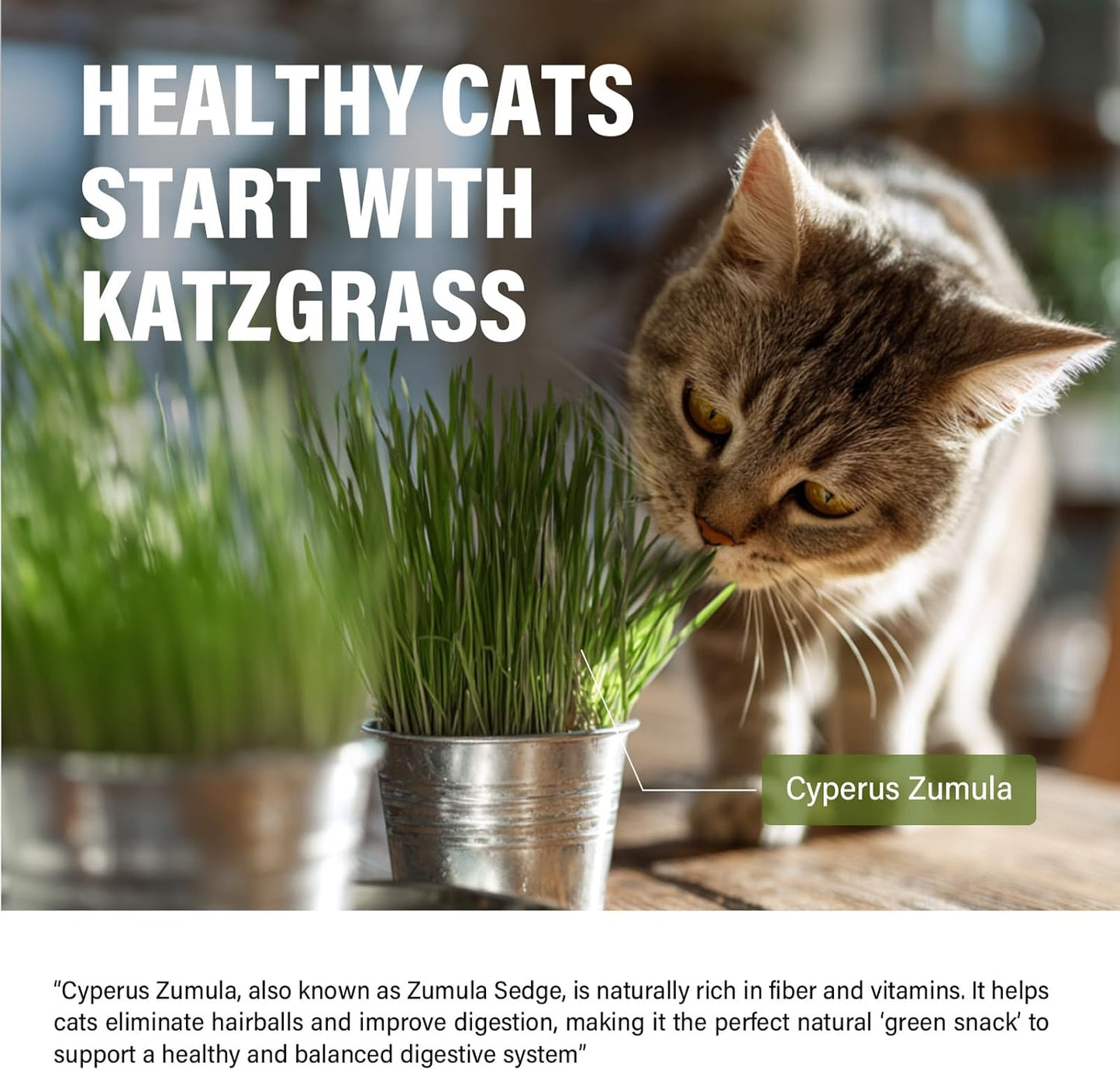 Cat Grass Treats, Natural Hairball Treatment for Cats, Healthy Freeze-Dried Supplement to Aid Digestion and Control Hairballs, 120 g