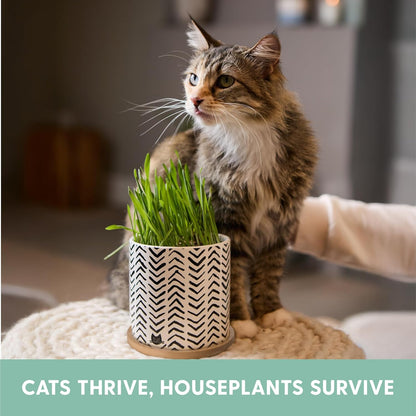 The Cat Ladies Organic Cat Grass for Indoor Cats - Growing Kit with Organic Seed Mix, Soil and Boho Planter with Bamboo Tray. Natural Hairball Control and Digestion Remedy, Cat Gifts
