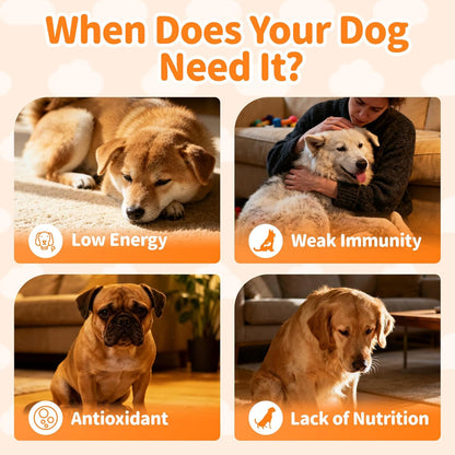 Dog Vitamins and Supplements for Daily Energy, Immune, Antioxidants, Gut, Joint, Skin, Coat, Multivitamin Powder for Dogs with L-Carnitine, Taurine, Probiotics - Chicken Flavor, 75 Scoops