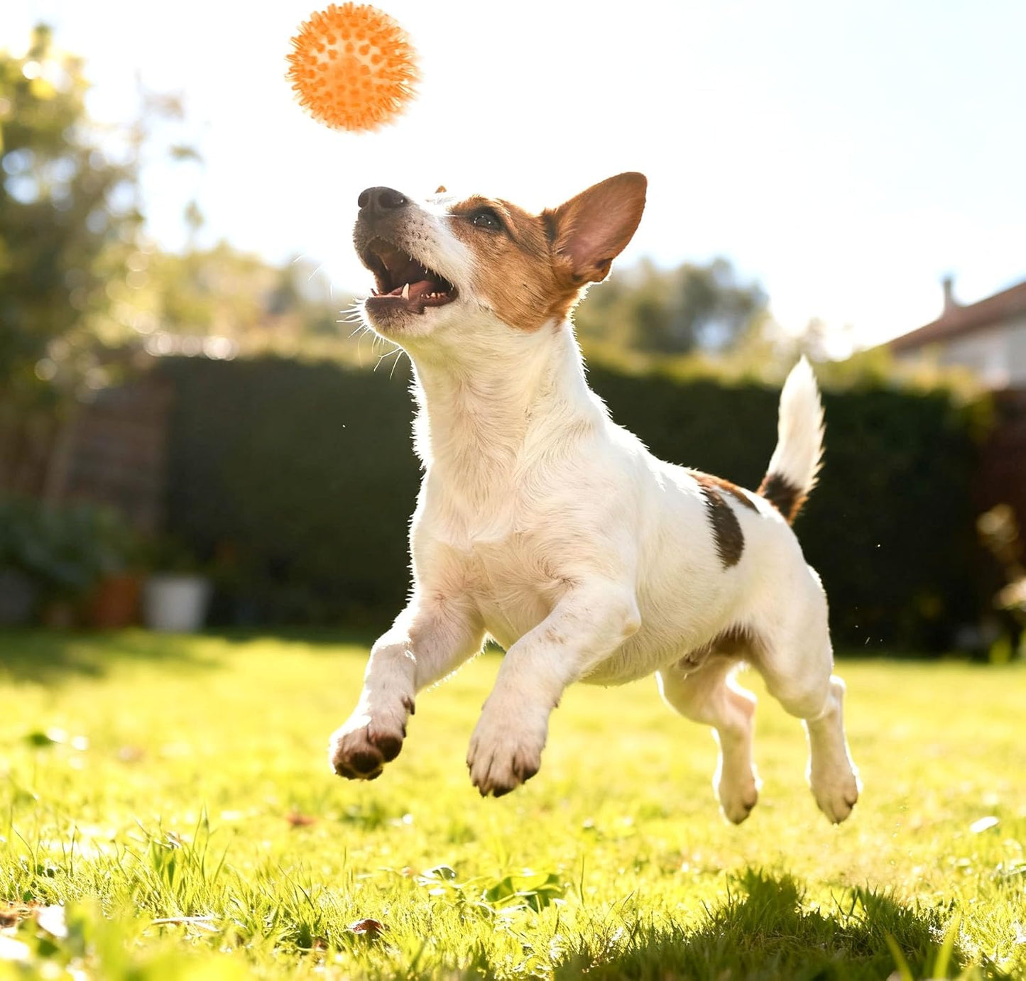 Puppy Toys for Small Dog with Rope Toys and Squeaky Ball