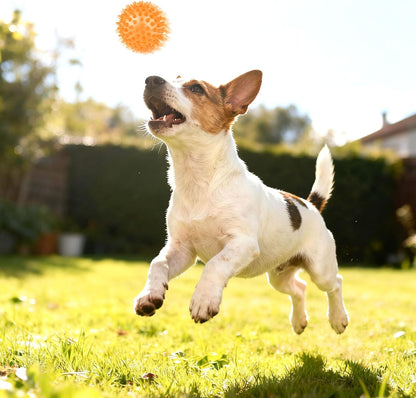 Puppy Toys for Small Dog with Rope Toys and Squeaky Ball