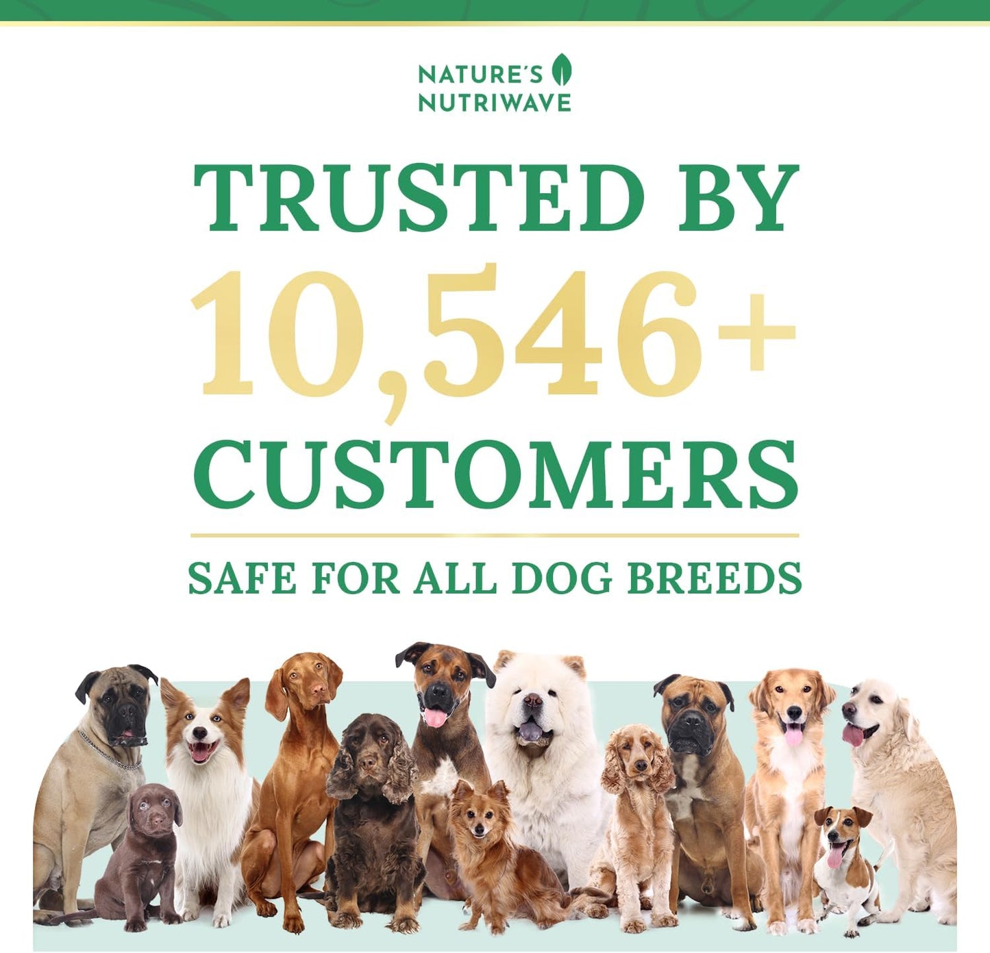 Pawbiotix Liquid probiotics for Dogs - Dog probiotics for Digestive Health | 100% Natural Dog Gut Health probiotics | probiotics for Dogs | Original Formula, Beacon Flavor, 1oz, 1 Month Supply