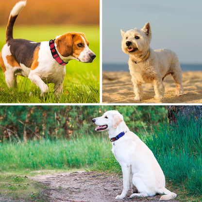 Taglory Reflective Dog Collar with Safety Locking Buckle, Adjustable Nylon Pet Collars for Large Dogs Female Male, Red, L