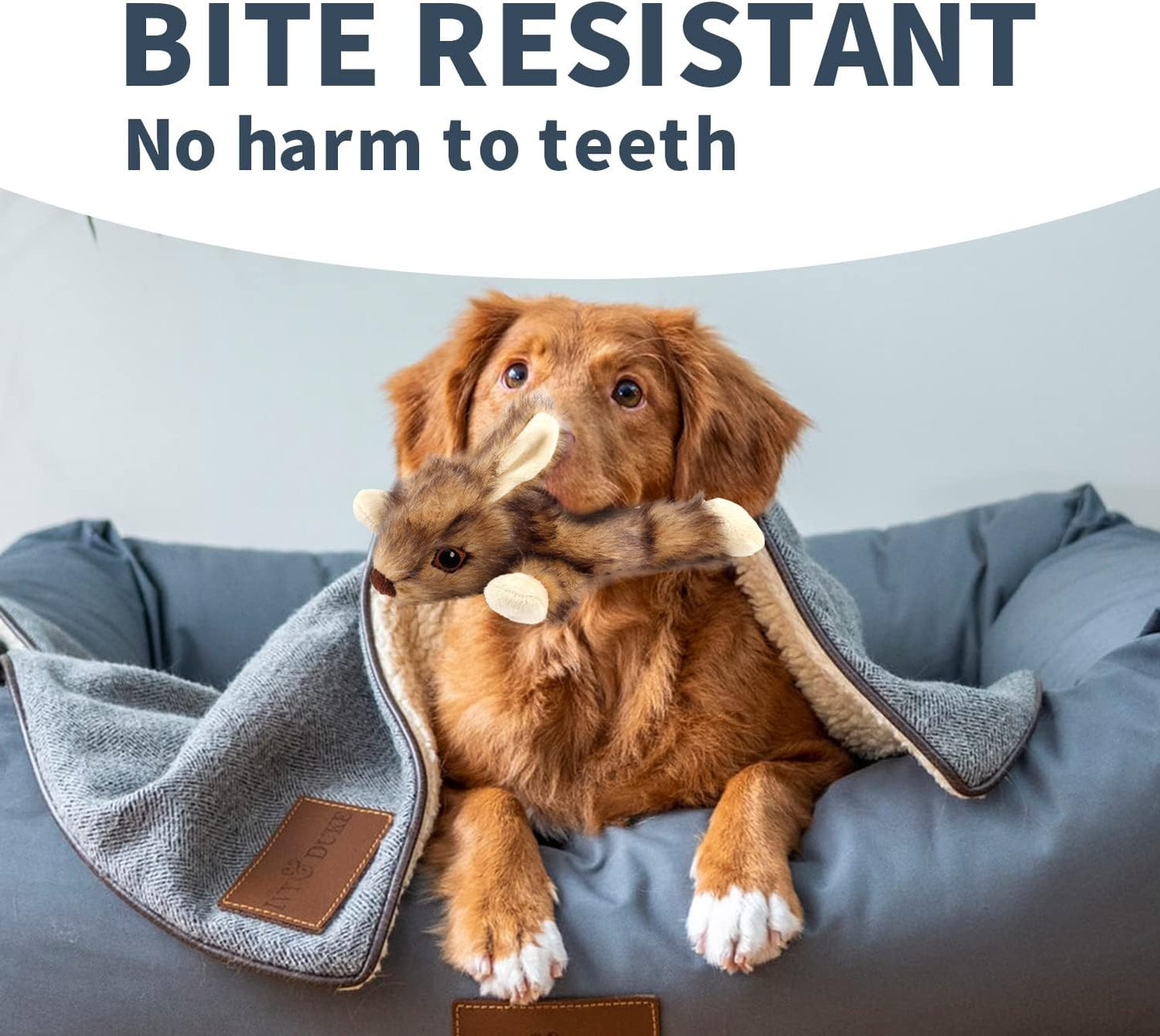 ALL FOR PAWS Classic Squirrel Pet Toys, Small and Orel Rabbit Squeaky Doy Toy Bundle