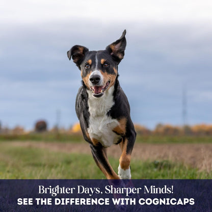 Dr. Fossum's CogniCaps Dog Cognitive Supplement – Multivitamin for Dogs Brain Health with SAM-e, Coenzyme Q10, Polygala, Curcumin – Senior Dog Supplements for Cognitive Support (12 lbs & Under)