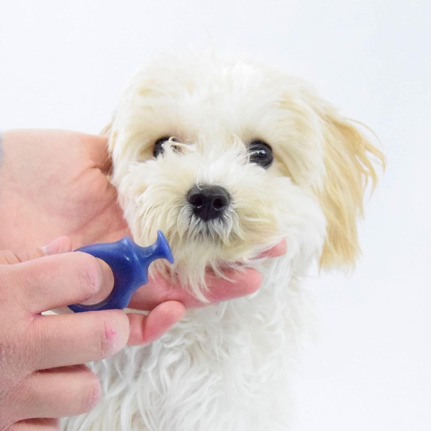 Paw Ready Pet Toothbrushing Assistant for Puppies' Dogs and Cats Allows You to Brush Your pet’s Teeth Without Constantly Worrying About Getting Bitten. (Blue, Small)