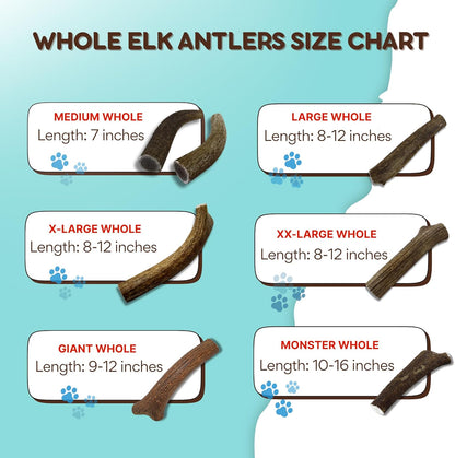 Grade A Premium Quality Elk Antler Dog Chews, Naturally Shed No Preservatives for Mild to Aggressive Chewers, Long Lasting Bone Treat Made in USA (Large Whole 2 Pack)