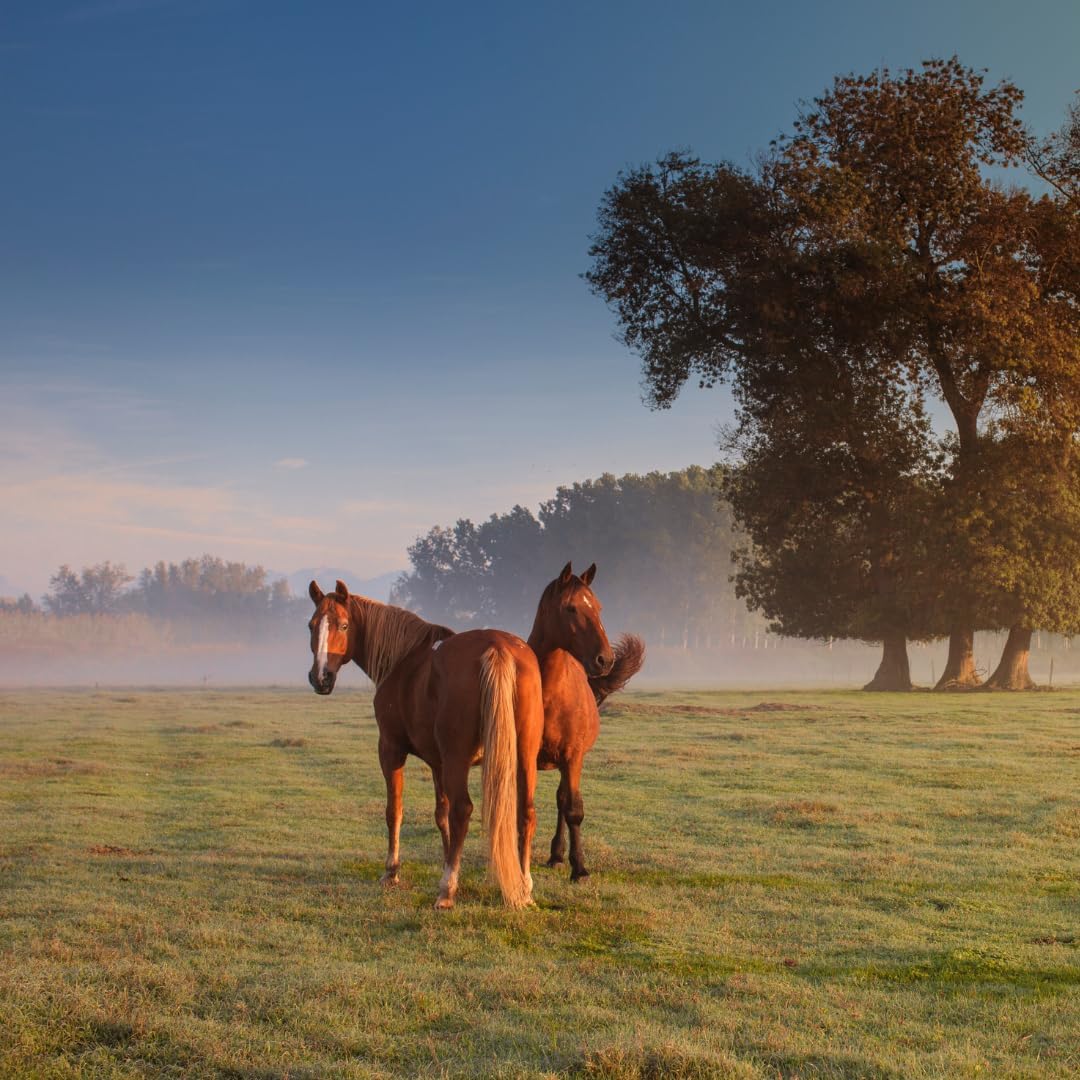 Corona Ointment for Horses|Lanolin Based Formula Helps Sooth Irritation|7 Ounces