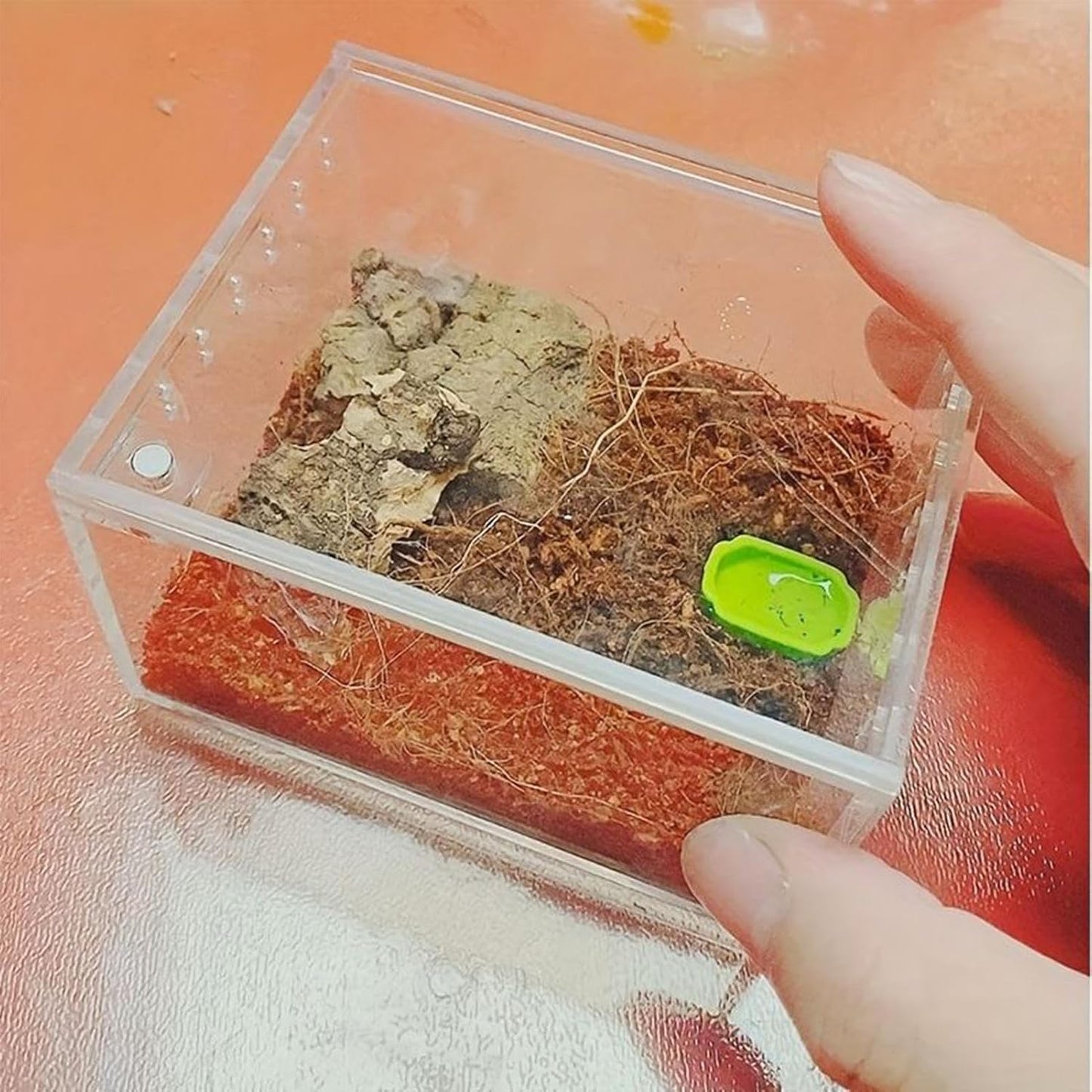 Spider Terrarium, Transparent Waterproof Reptile Feeding Enclosure Box, Gecko Breeding Feeding Hatching Container Tank, Small Reptile Animal Habitat Cage for Snail Frog Gecko Scorpion Centipede