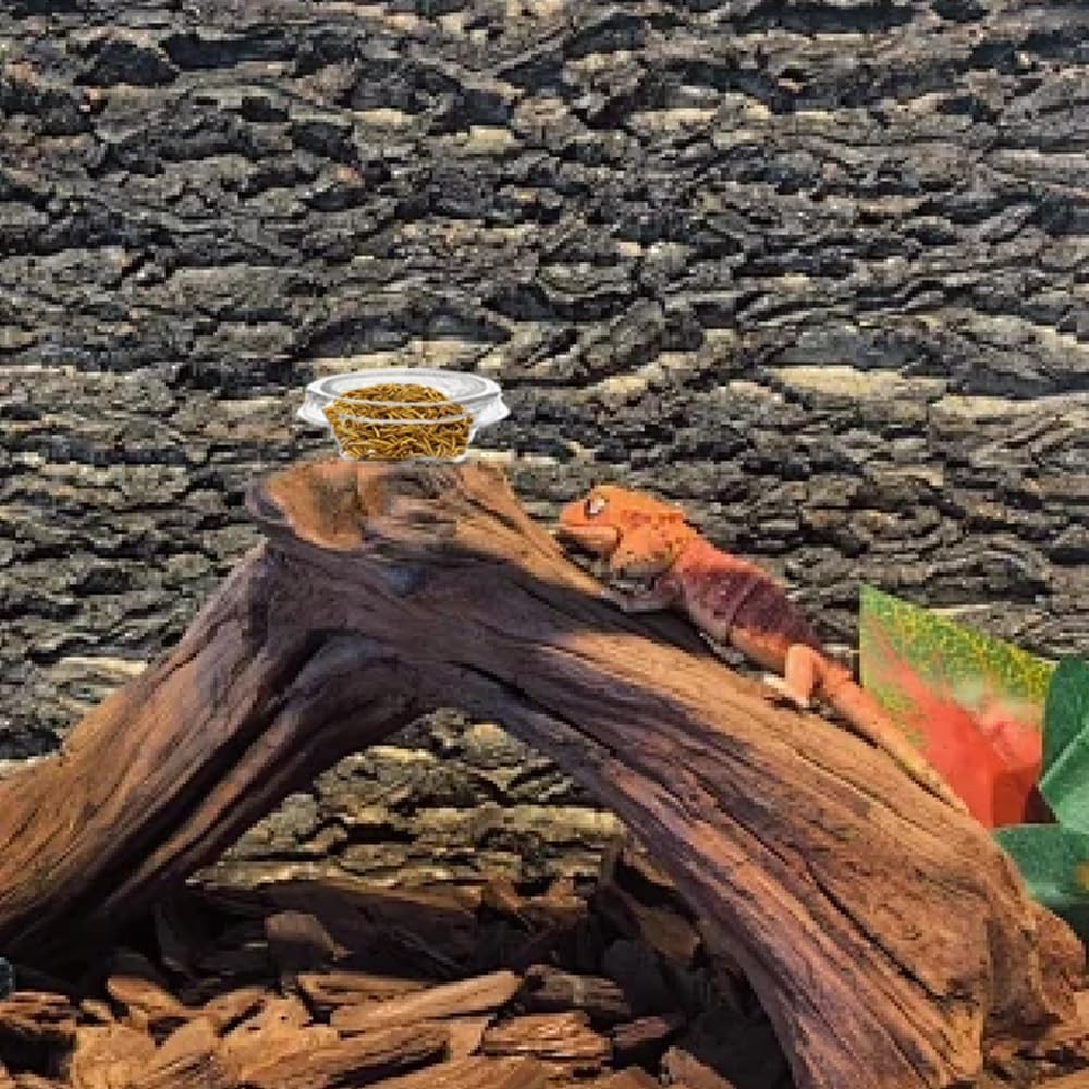 100 Pcs Gecko Food and Water Cups Small Plastic Feeder Cups Reptiles Accessories Reptile Water Bowl Gecko Food Cups Reptile Feeding Bowls for Gecko Lizards Tarantula and Other Small Pets (0.5oz)