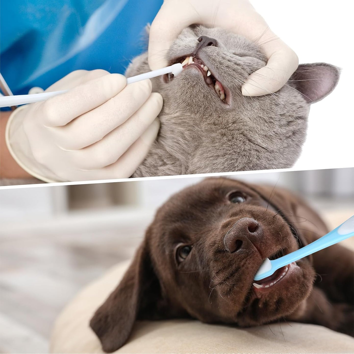 Ceenna 8 Pcs Small Dog & Cat Toothbrush with 2 Storage Clear Box 360 Degree Soft Silicone Deep Pet Teeth Cleaning Kit Cat Dental Care for Kitten and Small Dogs, 4 Different Shapes