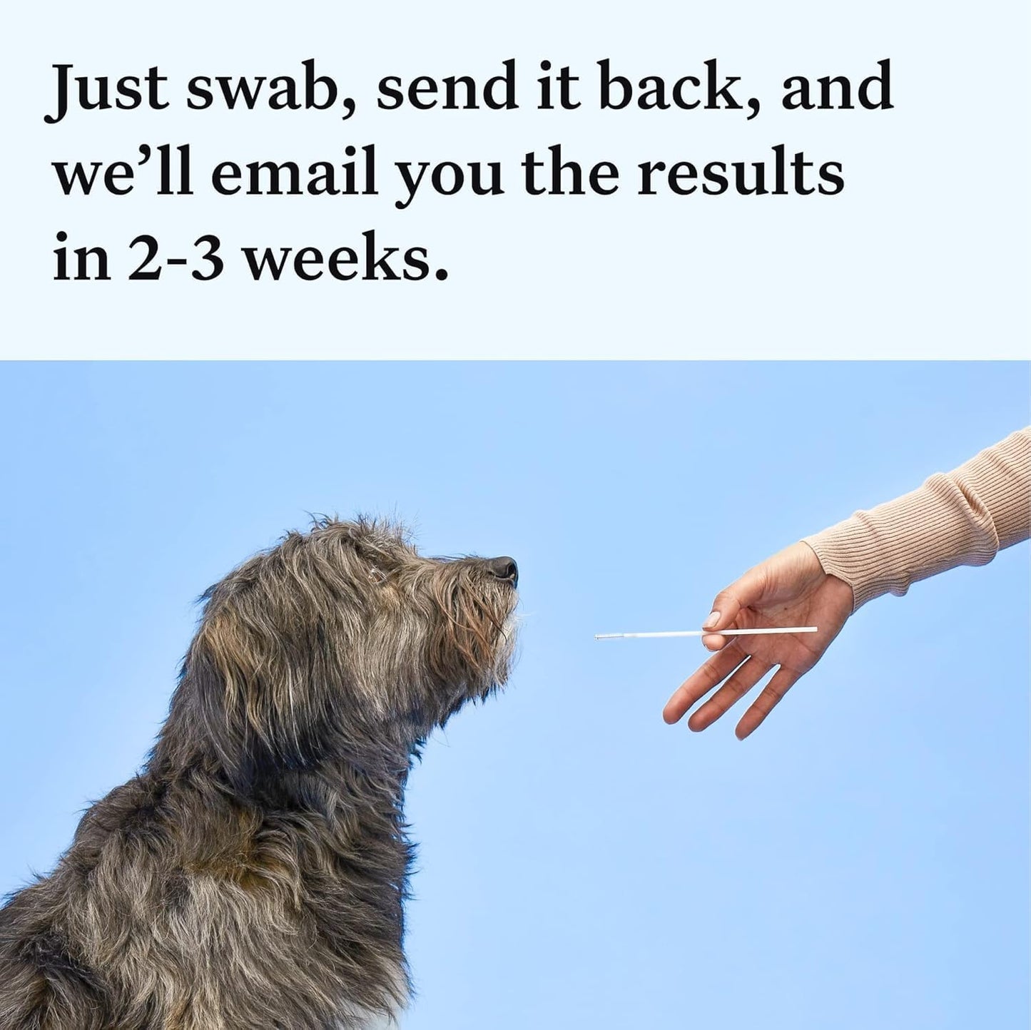 Wisdom Health Essential Dog DNA Kit | Most Accurate Test | 365+ Breeds | 30 Genetic Health Conditions | 50+ Traits, Relatives, Ancestry | Pack of 1