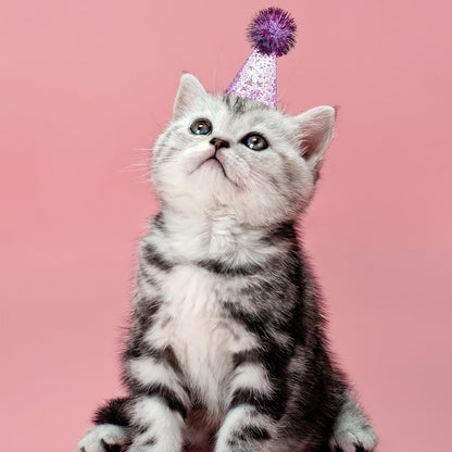 PET SHOW 10pcs Mini Small Dog Hats Cat Birthday Party Hat Rabbit Hats for Holiday Wedding Puppies Kittens Costume Accessories