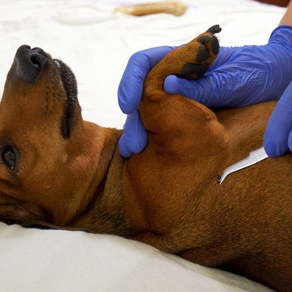 3 in 1 Tick Remover Kit, 3 Pack Stainless Steel Tick Tweezers, Ticks Fork and Portable Storage Case for Cats and Dogs