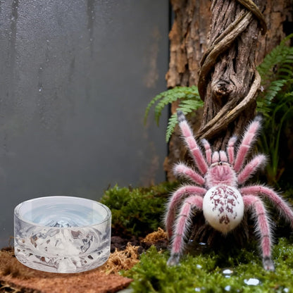 Jumping Spider Enclosure Accessories, 2 Pack Glass Feeding Dish for Food and Water, Little Food Bowl for Jumping Spider, Tarantula, Beetle and Other Small Pets
