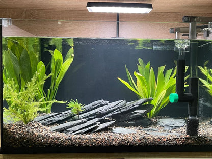 Natural Slate Stone Rocks 2 to 4 inch Aquariums Stone for Aquascaping,Terrariums,Reptile Enclosures,Paludariums, and Gardens-5lb