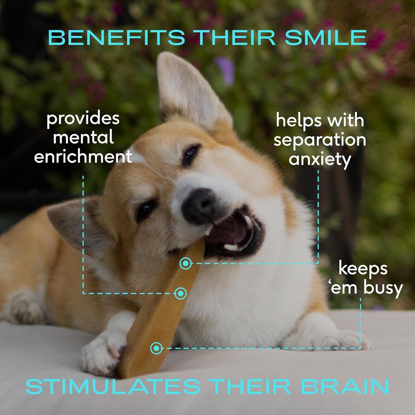 Native Pet Omega Oil for Dogs - Dog Fish Oil Supplements - 8 Oz & 3 XL Yak Chews for Dogs | Pasture-Raised and Organic Yak Cheese Himalayan Churpi Chews