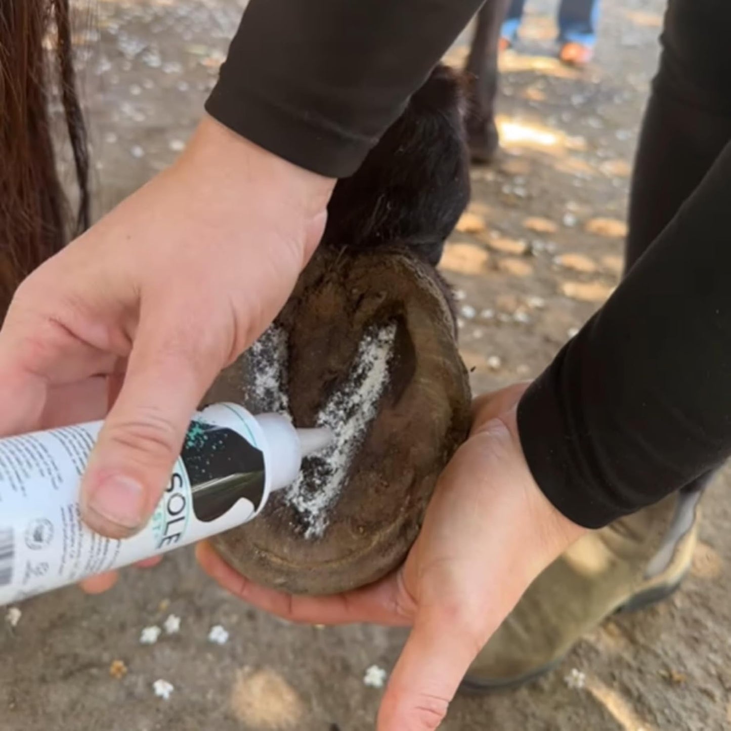 Thrush Treatment for Horses | Pure Sole Thrush Dust 2 oz – Non-Caustic Horse Hoof Powder for Cracks, Frogs and White Line | Helps to Maintain Healthy Hooves | Helps with Rain Rot and Coat Issues