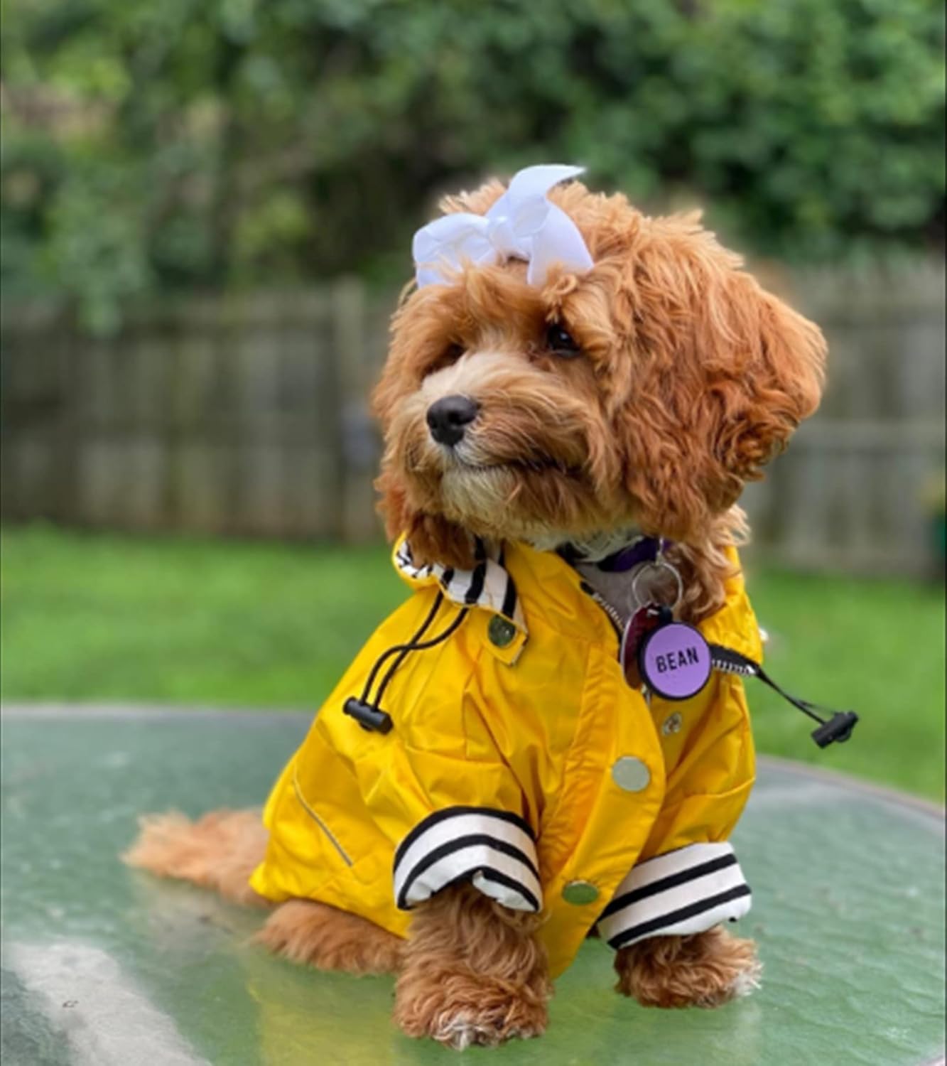 Dog Zip Up Raincoat with Reflective Buttons, Rain/Water Resistant, Adjustable Drawstring, Removable Hood, Raincoats with Legs 8lbs to 80lbs Available - Yellow - Medium