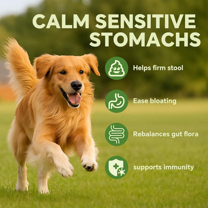 Probiotics for Dogs | Gut Health | Dogs Digestive Support | Dog Constipation Relief | Dog Stomach Upset Medicine | B12 for Dogs Supplement for IBD Support – Digestive Health– Diarrhea & Gas Relief