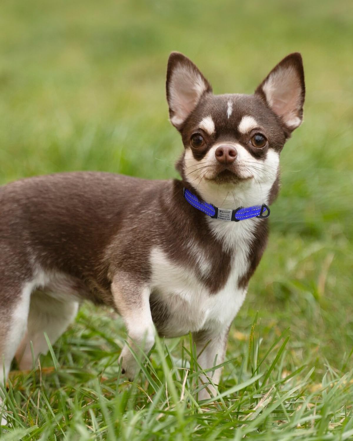 TagME Reflective Nylon Dog Collars, Adjustable Classic Pet Collar with Quick Release Buckle for Extra Small Dogs, Royal Blue, 5/8" Width