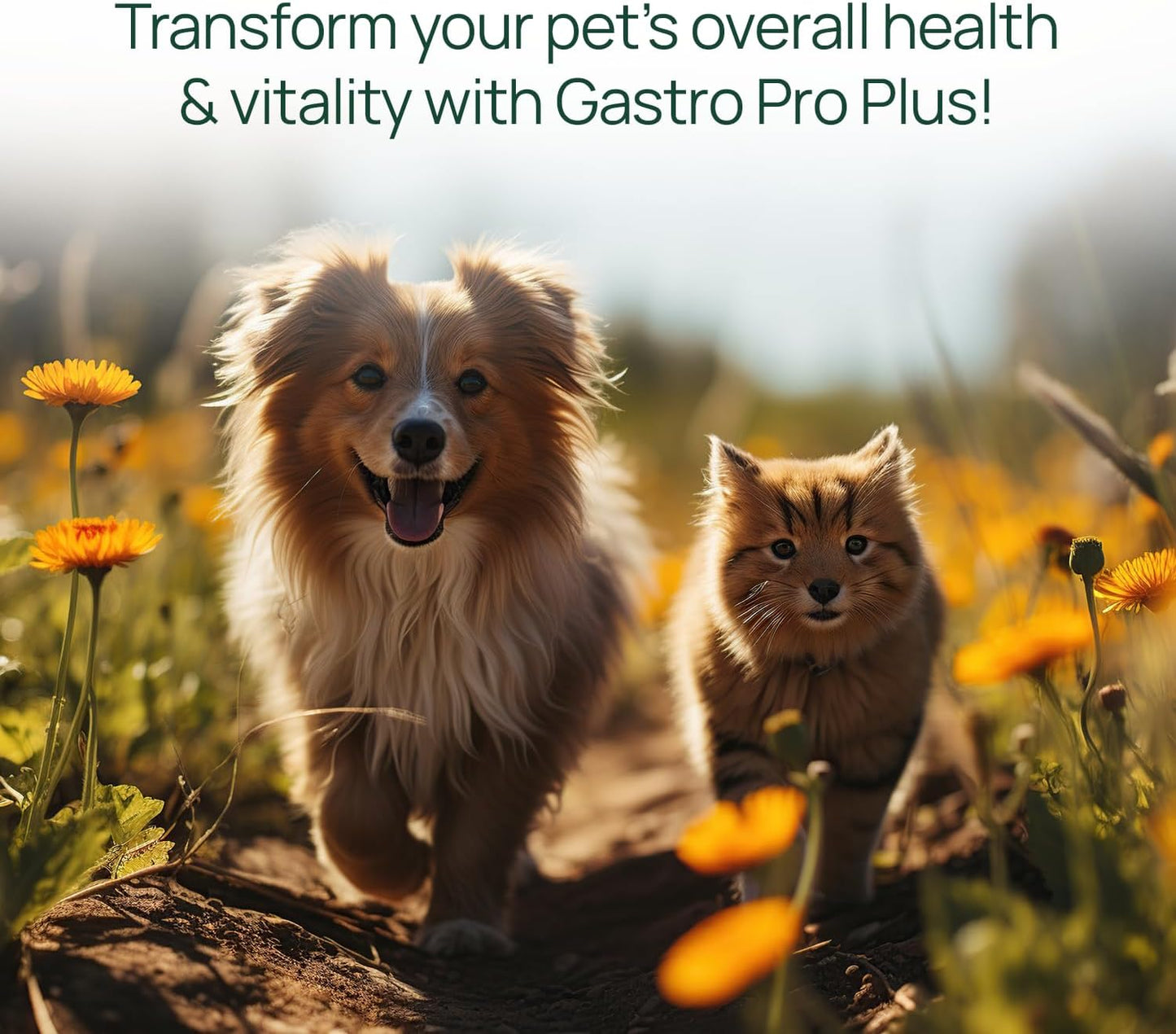 pawTree Bundle for Dogs & Cats – Freeze-Dried Raw Food (1.5 lbs, Chicken) & Gastro Pro Plus (30 ct)– Complete Nutrition & Digestive Support