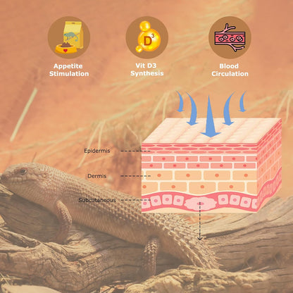 UVB 105.0 Reptile Light 13W, Compact Fluorescent Lamp，Coil UVB Desert Bulb–Lighting for Bearded Dragons, Lizards, Tortoises, Snakes, Geckos, Amphibians & Small Reptile Tanks