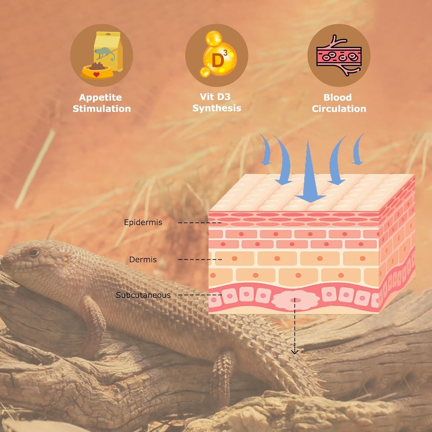 UVB 105.0 Reptile Light 13W, Compact Fluorescent Lamp，Coil UVB Desert Bulb–Lighting for Bearded Dragons, Lizards, Tortoises, Snakes, Geckos, Amphibians & Small Reptile Tanks