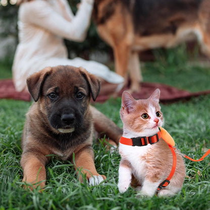 Cat Harness Leash Set with Cartoon Bunny Design, Wear-Resist Adjustable Kitten Harness and Outdoor Pulling Strap, Size S Carrot Pattern for Small Cats and Kittens