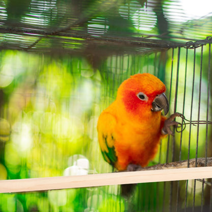 DECHOUS 5Pcs Wooden Bird Perches Parrot Stand Branches Natural Wood Pet Bird Cage Wooden Hanging Perch Platform Hammock Swing Toys Parakeet Cockatiel Stand Accessories