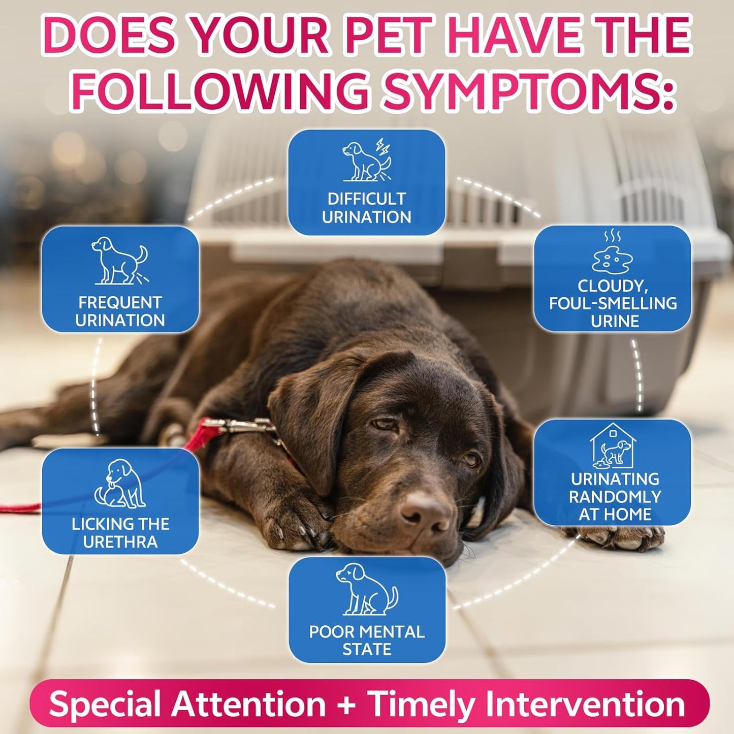 Flea and Tick Prevention Support Drop + Natural Urinary Tract Infection Treatment for Dogs & Cats | Pets Oral Natural Supplement Pet Care Support Drops for All Breeds and Ages