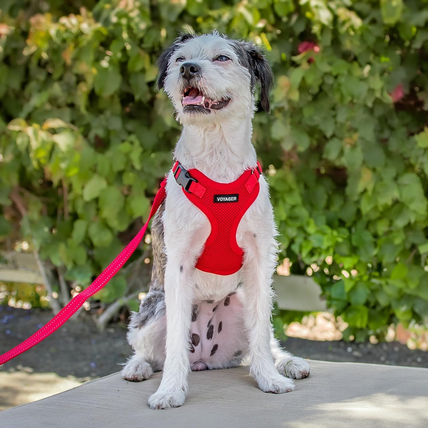 Best Pet Supplies Voyager Step-in Lock Pet Harness w Reflective Pet Leash Combo Set with Neoprene Handle 5ft - Supports Small, Medium and Large Breed Puppies/Cats - Red Set, XL