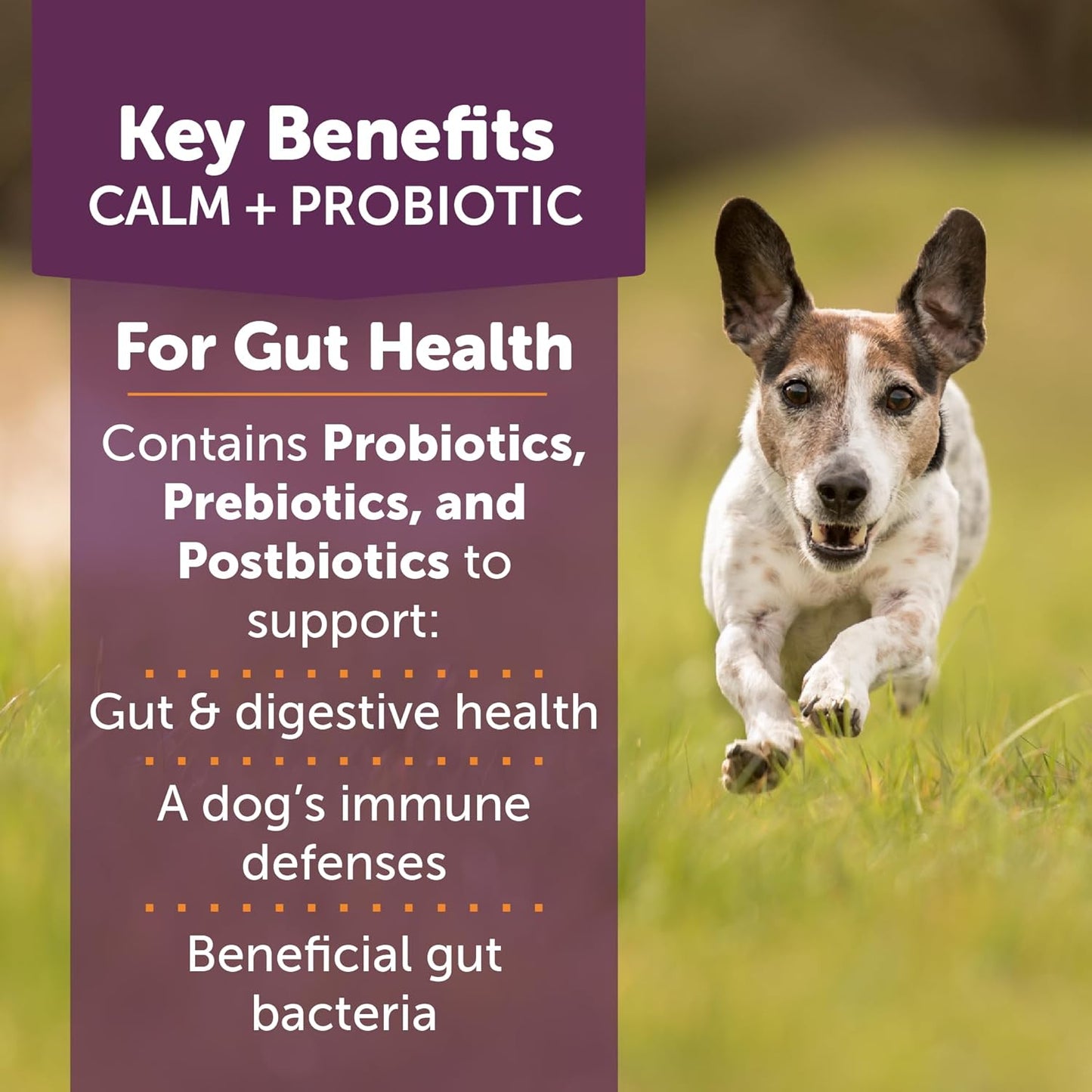ThunderBites Calm + Probiotics for Dogs Daily Supplement Soft Chews, Supporting Dog Digestive & Gut Health with Probiotics, Prebiotics & Postbiotics + Calming Support for Daily Stressors, 90 Count