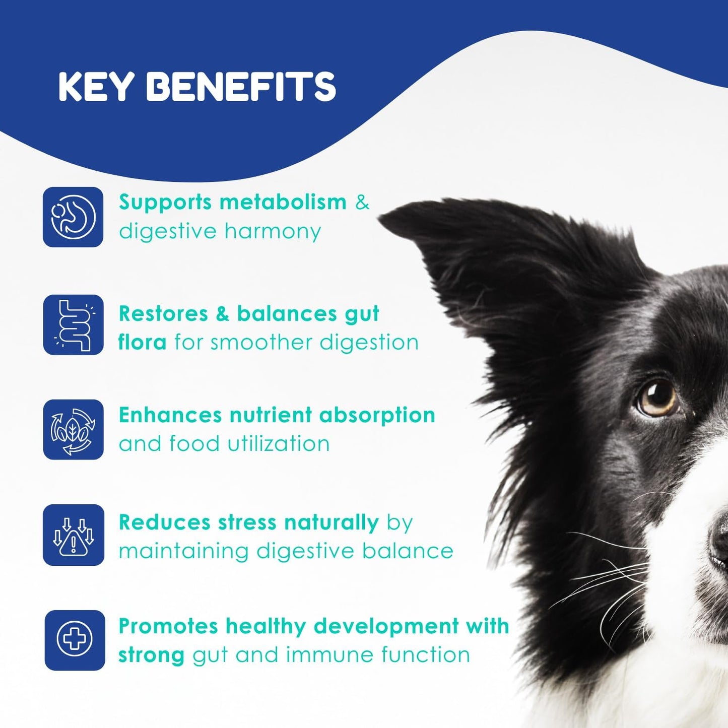 Prebiotic & Probiotic Dog Probiotic Paste, 6 Strains of Bacteria,18 Bi CFU's + Vitamins, Minerals- Upgraded Formula for Fast Balance GI, Dogs Probiotic Paste (14 g)